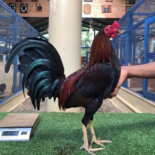 Логотип @laverdecita - Traba La Verdecita +1(809) 660-7746