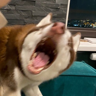 Логотип @layivoy - Лай и вой