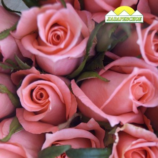 Логотип @lazarevskoe_76 - 🌺Магазины "ЦВЕТОЧНЫЙ"🌺