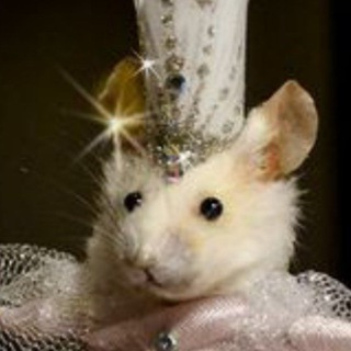 Логотип @lazy_maist - Lazy_maisT