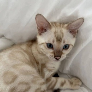 Логотип @ldlskdid - х.