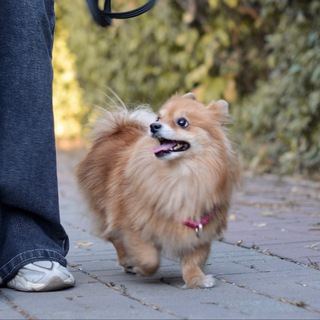 Логотип @ldogi - лысый шприц