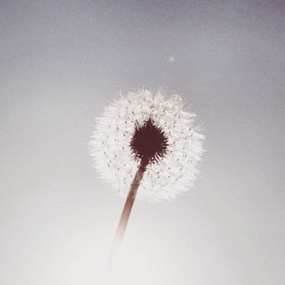 Логотип @le_savoir_musulman - Le savoir musulman