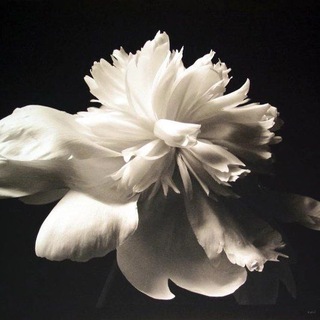 Логотип @lechiserdce - aاqamara