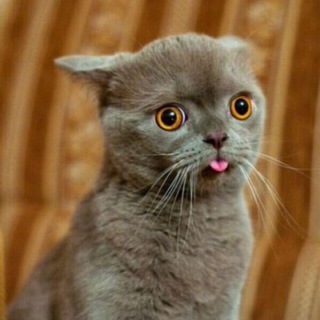 Логотип @lectur - Лекції в колекцію