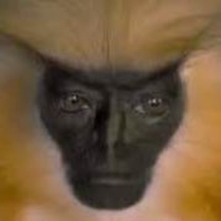 Логотип @leftpolusharietext - Левое полушарие