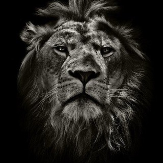 Логотип @lembergdrop - Lemberg Drop (Дропшиппінг / Опт кросівки)