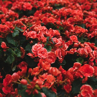 Логотип @lena_lahmatova - Лена Лахматова