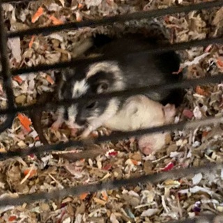 Логотип @lenin_tg_0 - Общаловка админов