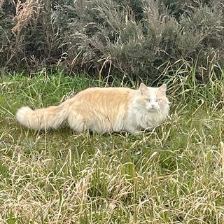 Логотип @leonfanss - фанаты GRAND’а и лёнечки