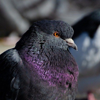 Логотип @leonid_oc - Канал Лёни