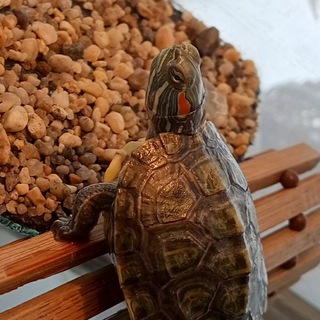 Логотип @lerasbiser - Спайкуша🐢🫶