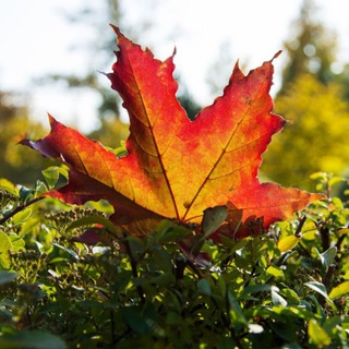 Логотип @les_gor - По лесам, по горам