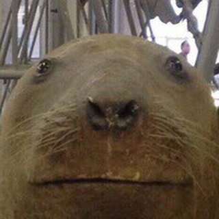 Логотип @les_memes - Смищно