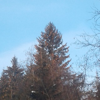 Логотип @les_tg - Про ЛЕС без Чудес