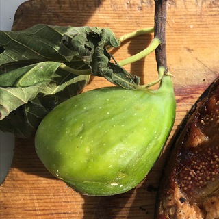 Логотип @lesfigues - Les Figues