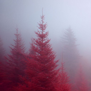 Логотип @lesinform - Инфоканал ЖК Лесобережный