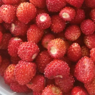 Логотип @lesmag - Лесной-магазин.рф