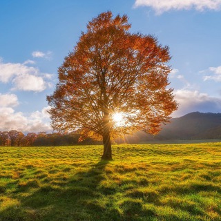 Логотип @lesmaster - Лесные игры