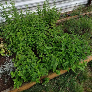 Логотип @lesnaya_feecka - Пряные травы🌿