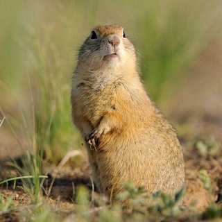 Логотип @leso_step - Лесостепь