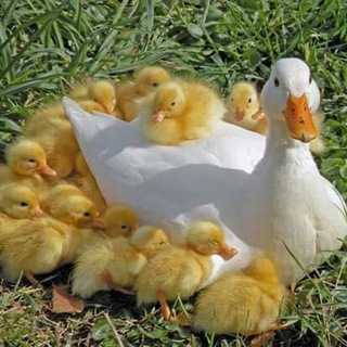Логотип @letsgetducks_chat - утята в лукошке