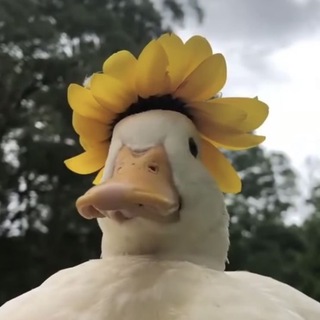 Логотип @letsgetduckspng - летс гет дакс