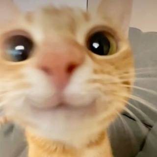 Логотип @levisgemcalls - Levi's Gem Calls