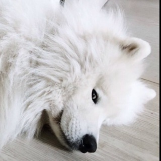 Логотип @levlavan - Лев Семенович каждый день