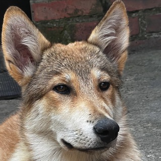 Логотип @lexayakyt - Леха Якут