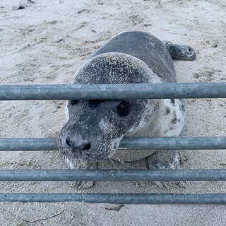 Логотип @lezhbishe - Лежбище Тюленя