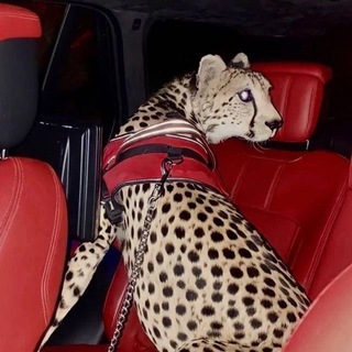 Логотип @li7li777 - 777.l1l