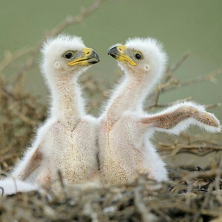 Логотип @libertad7440 - The Eagle flies free