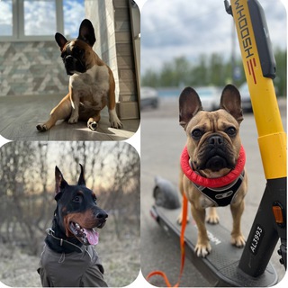 Логотип @liberty_dogy - ТЕЯ||ЦЕНИ||БОСС