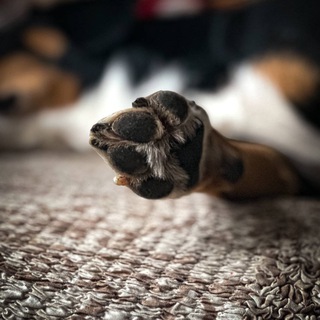 Логотип @life_black_stalker - 𝔅𝔩𝔞𝔠𝔨 𝔖𝔱𝔞𝔩𝔨𝔢𝔯. О Дог-тренинге