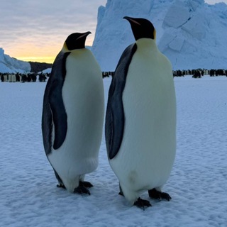 Логотип @life_in_antarctica - Life in Antarctica