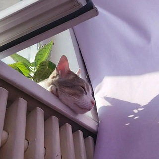 Логотип @life_of_esyyaa - 𝚖𝚒𝚕𝚔𝚜𝚑𝚊𝚔𝚎.🤍