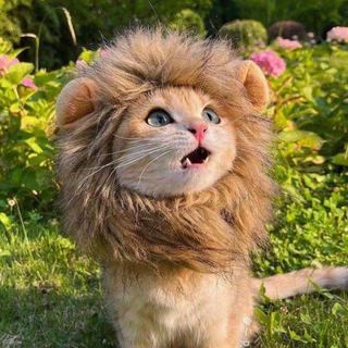 Логотип @lifeabv - Ламповый канал