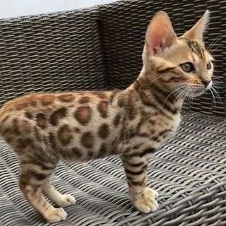 Логотип @lifeanimals23 - 🎈 Животные life