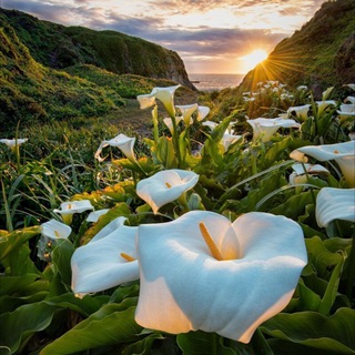 Логотип @lifeiz - Удивительная жизнь 🌍