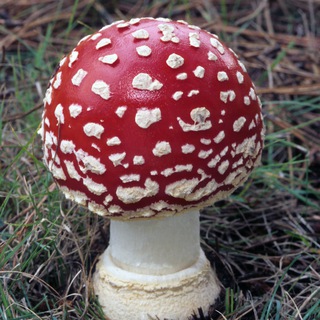 Логотип @liferezonans - Биорезонансные приборы и устроства Самодиагностика