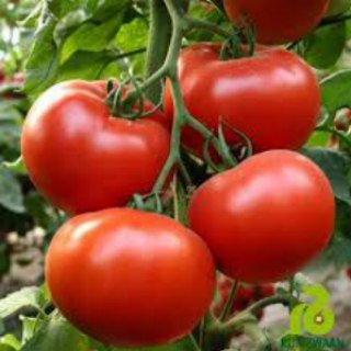 Логотип @lifetomato - Помидор