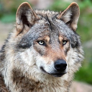 Логотип @lightwerewolf - [Beta]Die erleuchteten Wölfe