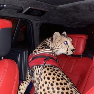 Логотип @liindoos - Mm