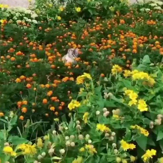 Логотип @like_purring_cats - Кото-комбо