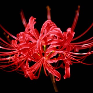 Логотип @likoris_ken - Likoris