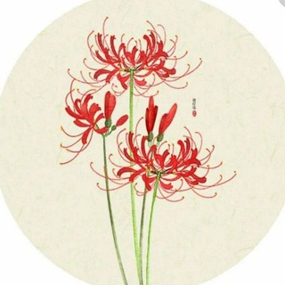 Логотип @likoriskamchatkaru - Ликорис-kamchatka 🌸 (Новое поколение)