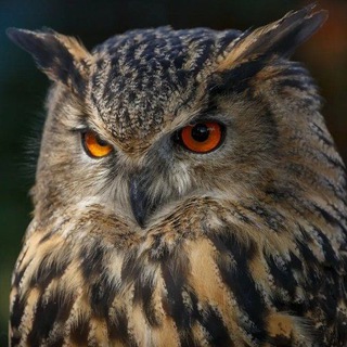 Логотип @likvidatorecmtv - Ликвидатор Есмъ ТВ