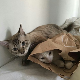 Логотип @lilacbunches - the smell of lilac bunches