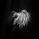 Логотип @lilwhitebird - птица белая.